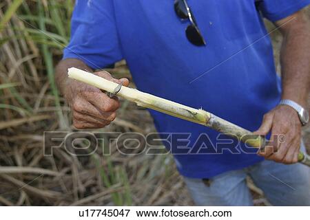 cane, chopping, agriculture View Large Photo Image Stock Photo - cane, chopping, agriculture. Fotosearch