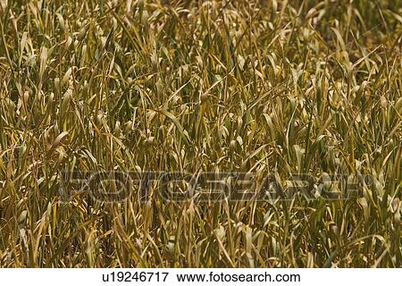 Stock Photo - Condition, Cultivation, Cultivated, Crop, Agriculture. Fotosearch