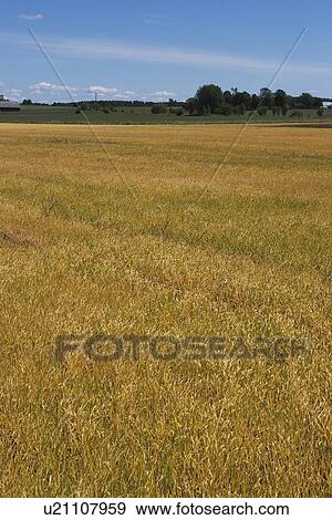Condition, Day, Cultivation, Crop, Agriculture View Large Photo Image Stock Photo - Condition, Day, Cultivation, Crop, Agriculture. Fotosearch