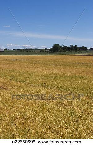 Stock Photography - Condition, Day, Cultivation, Crop, Agriculture. Fotosearch