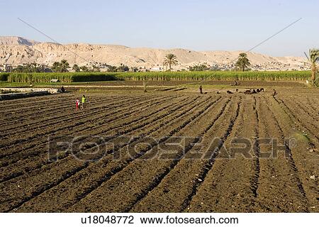 Crop, Cultivated, Distant, Domestic Animals, Farm View Large Photo Image Stock Image - Crop, Cultivated, Distant, Domestic Animals, Farm. Fotosearch