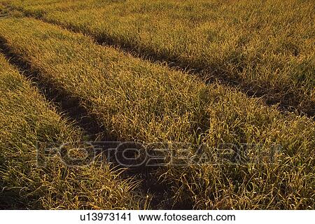 Stock Image - Crop, Farm, Day, Cultivation, Agriculture. Fotosearch