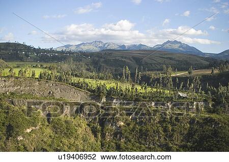 Stock Image - dense, dense growth. Fotosearch