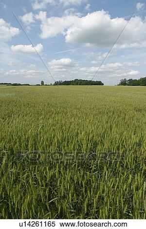 Stock Photography - grass, shadow, wood, lush, natural, environment. Fotosearch