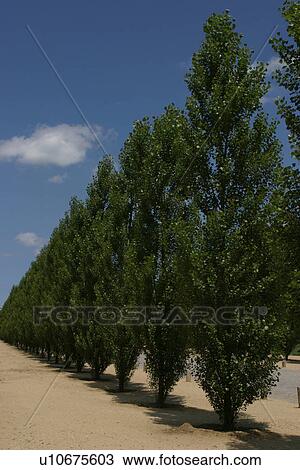outdoors, natural, environment, scenery, scenic, vegetation View Large Photo Image Stock Image - outdoors, natural, environment, scenery, scenic, vegetation. Fotosearch