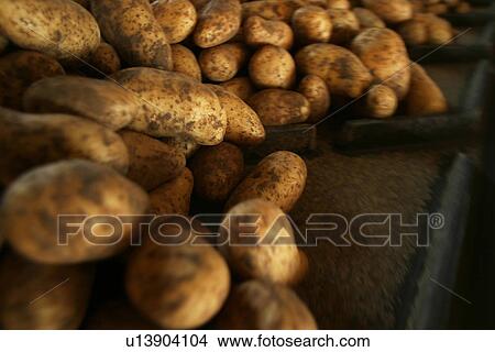 vegetables, potatoes, pile, heap, piled, heaped View Large Photo Image Picture - vegetables, potatoes, pile, heap, piled, heaped. Fotosearch