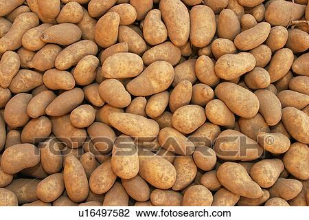 Stock Image - vegetables, potatoes, pile, heap, piled, heaped. Fotosearch