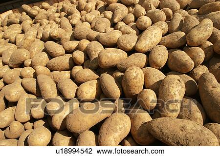vegetables, potatoes, pile, heap, piled, heaped View Large Photo Image Stock Image - vegetables, potatoes, pile, heap, piled, heaped. Fotosearch