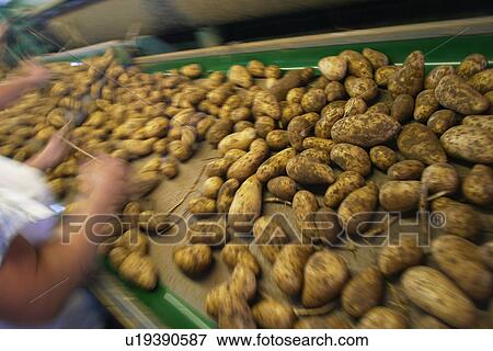 vegetables, potatoes, pile, heap, piled, heaped View Large Photo Image Stock Photo - vegetables, potatoes, pile, heap, piled, heaped. Fotosearch