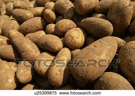 Stock Photography - vegetables, potatoes, pile, heap, piled, heaped. Fotosearch