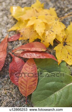 Stock Image - Autumn, Focus On Foreground, Day, Close-Up, Assortment. Fotosearch