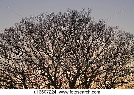Bare Tree, Dusk, Clear Sky, Branch, Autumn View Large Photo Image Picture - Bare Tree, Dusk, Clear Sky, Branch, Autumn. Fotosearch