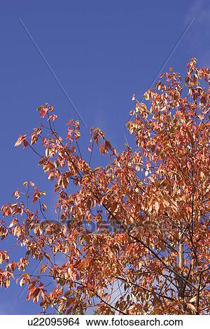 Picture - Blue, Branch, Clear Sky, Day, High Section. Fotosearch