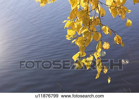 Blue, Close-Up, Clear Sky, Branch, Autumn View Large Photo Image Stock Photo - Blue, Close-Up, Clear Sky, Branch, Autumn. Fotosearch