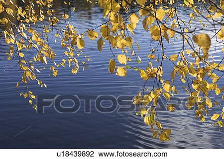Stock Image - Blue, Flowing Water, Day, Branch, Autumn. Fotosearch