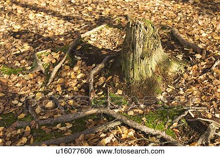 Stock Photograph - Branch, Brown, Day, Deforestation, Dry. Fotosearch