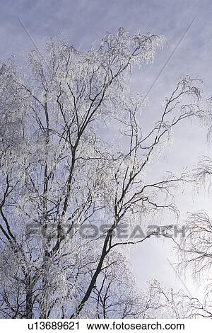 Stock Image - Branch, High Section, Day, Cloud, Autumn. Fotosearch