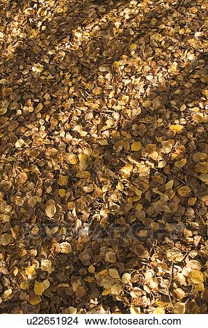 Picture - Brown, Day, Close-Up, Changing Form, Autumn. Fotosearch