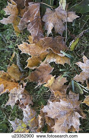 Stock Image - Brown, Fallen, Day, Changing Form, Autumn. Fotosearch