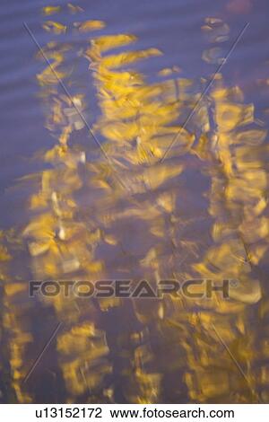 Day, Leaves, Lake, Autumn View Large Photo Image Stock Image - Day, Leaves, Lake, Autumn. Fotosearch