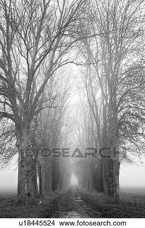 boulevard, way, road, natural, environment, day View Large Photo Image Picture - boulevard, way, road, natural, environment, day. Fotosearch