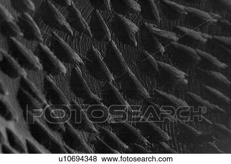 decorative, arrangement, character, artistic, art, appearance View Large Photo Image Stock Photo - decorative, arrangement, character, artistic, art, appearance. Fotosearch