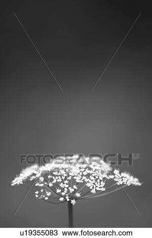 Stock Image - Black And White, Blossom, Close-Up, Flower, Indoors. Fotosearch