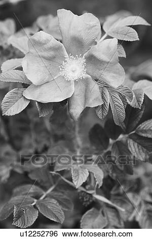 Black And White, Blossom, Cultivated, Flora, Flower, Foliage View Large Photo Image Stock Photograph - Black And White, Blossom, Cultivated, Flora, Flower, Foliage. Fotosearch