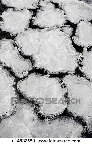 Stock Photo - Black And White, Close-Up, Floating, Floating On Water, Frozen, Full Frame. Fotosearch
