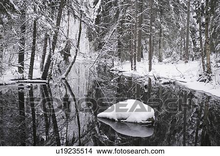 Black And White, Covering, Day, Forest View Large Photo Image Picture - Black And White, Covering, Day, Forest. Fotosearch