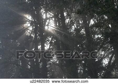 Stock Photography - B&W, beauty, black and white, climate. Fotosearch
