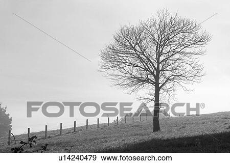 B&W, beauty, black & white, black and white View Large Photo Image Stock Photo - B&W, beauty, black & white, black and white. Fotosearch
