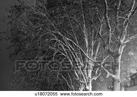 Stock Photography - B&W, black and white, tree, branches, leaves, tree branch. Fotosearch
