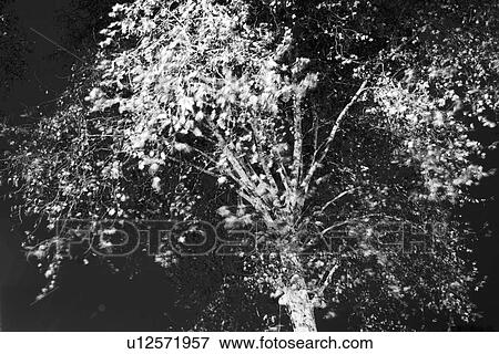Stock Photo - B&W, black and white, tree, plant, branches, leaves. Fotosearch