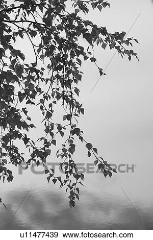 Stock Photo - B&W, black & white, black and white, bw. Fotosearch