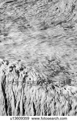 Stock Photo - Close-Up, Day, Outdoors, Algae. Fotosearch