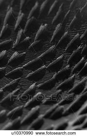 Stock Image - decorative, arrangement, character, artistic, art, appearance. Fotosearch