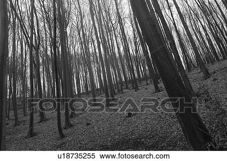 growth, dense growth, outdoors, plants, plant life, flora View Large Photo Image Stock Photography - growth, dense growth, outdoors, plants, plant life, flora. Fotosearch