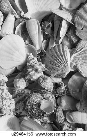 Habitat, Black And White, Gastropods, Fossil, Conch, Ammonite View Large Photo Image Stock Photograph - Habitat, Black And White, Gastropods, Fossil, Conch, Ammonite. Fotosearch