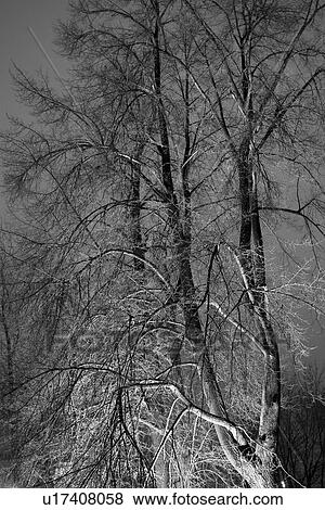 Stock Photo - natural, tree, branches, B&W, Black & White, sky. Fotosearch