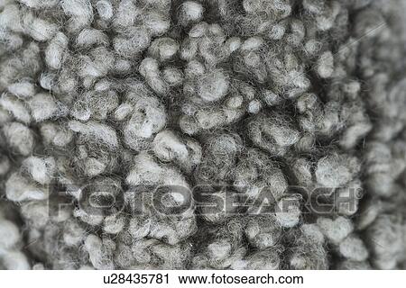 encrusted, structural, texture, fungus, structure, appearance View Large Photo Image Stock Image - encrusted, structural, texture, fungus, structure, appearance. Fotosearch