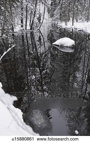 Bare Tree, Black And White, Day, Dense, Forest, Frozen View Large Photo Image Stock Image - Bare Tree, Black And White, Day, Dense, Forest, Frozen. Fotosearch