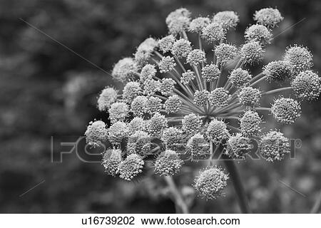 Blossom, Flora, Flowers, Foliage, Garden, Growth View Large Photo Image Stock Image - Blossom, Flora, Flowers, Foliage, Garden, Growth. Fotosearch