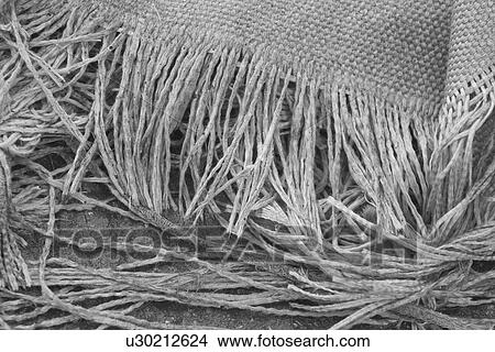 Picture - fibers, hair, strands, combed, detail, B&W. Fotosearch