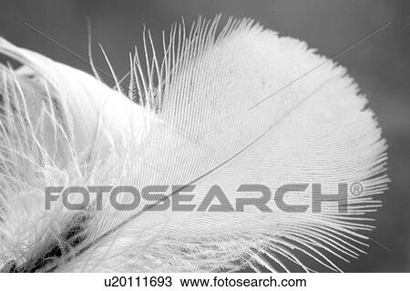 texture, feather, close-up, appearance, plume, plumage View Large Photo Image Stock Image - texture, feather, close-up, appearance, plume, plumage. Fotosearch