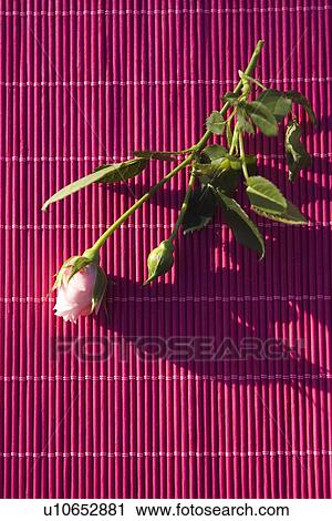 Stock Image - Curtain, Flower, Indoors, Leaf. Fotosearch