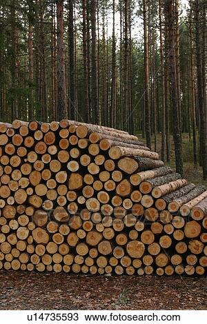 Stock Image - natural, outdoors, environment, arrangement, wood, wooden logs. Fotosearch