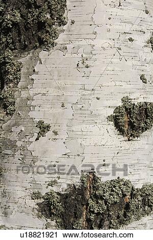 Stock Image - Close-Up, Peeled. Fotosearch