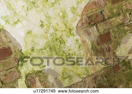 Stock Photo - Close-Up, Peeled. Fotosearch