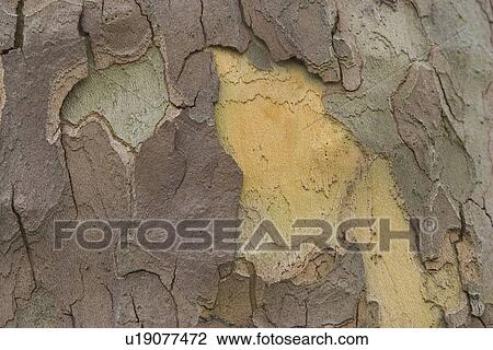 cracks, old, cracked, tree, tree bark, bark View Large Photo Image Stock Image - cracks, old, cracked, tree, tree bark, bark. Fotosearch